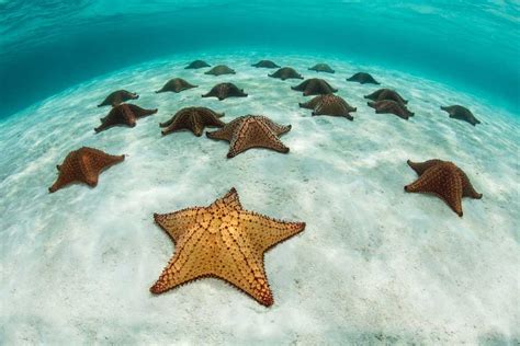 Sea Stars: Jewels Of The Seashore And The Reefs - Dive Training Magazine | Scuba Diving Skills ...