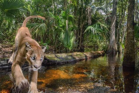 Pin by Ron & Enid Willoughby on WILDLIFE OF NORTH AMERICA | Florida ...