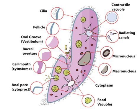 Paramecium Cell Diagram