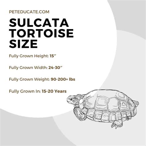 How Big Do Sulcata Tortoises Get? [Average Height, Width & Weight]