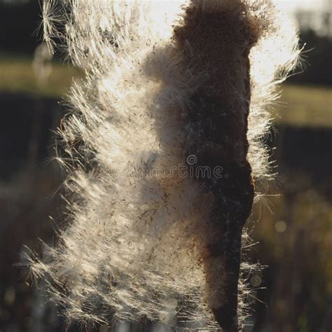 Cattail seeds stock photo. Image of wetland, spreading - 51380276