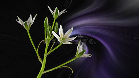 Ornithogalum Umbellatum - Called Star of Bethlehem Stock Image - Image of homeopathic, growth ...