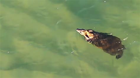 Drone captures kangaroo swimming for its life in Queensland's Sunshine Coast - ABC News