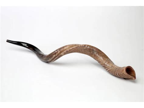 Buy Jumbo Yemenite Shofar Horn (51-53 inch) | Israel-Catalog.com