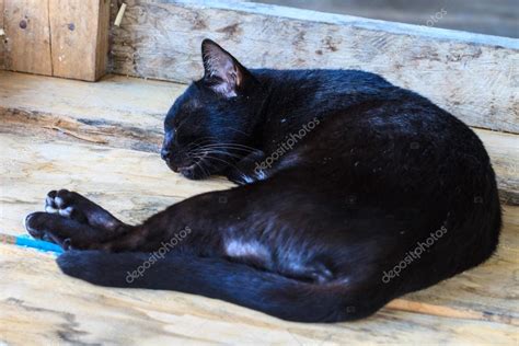 Black cat sleeping — Stock Photo © sirichai2514 #55573519