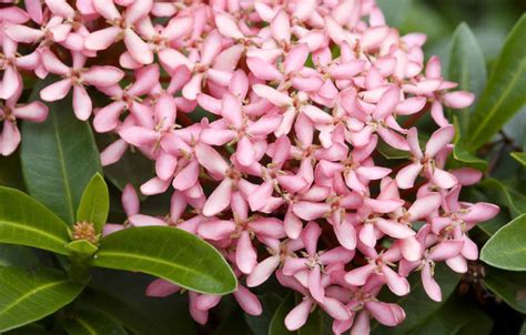 Ixora - Dwarf Pink - Bougainvillea, Ixora & Hibiscus wholesale young plants - Vista Farms