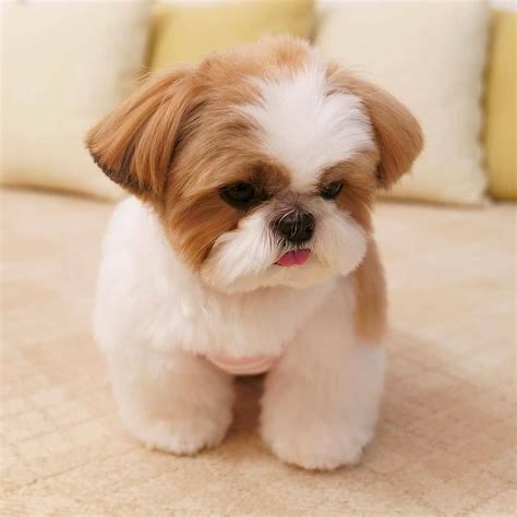 25 Teddy Bear Dog Breeds - Shichon, Morkie, Cockapoo | Bear dog breed ...