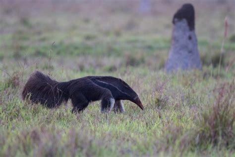 The unknown Cerrado and its colossal biological relevance (commentary)