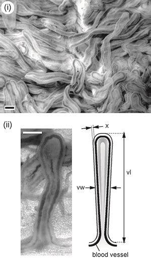 How do shark embryos obtain oxygen? | Coastal and Marine Laboratory