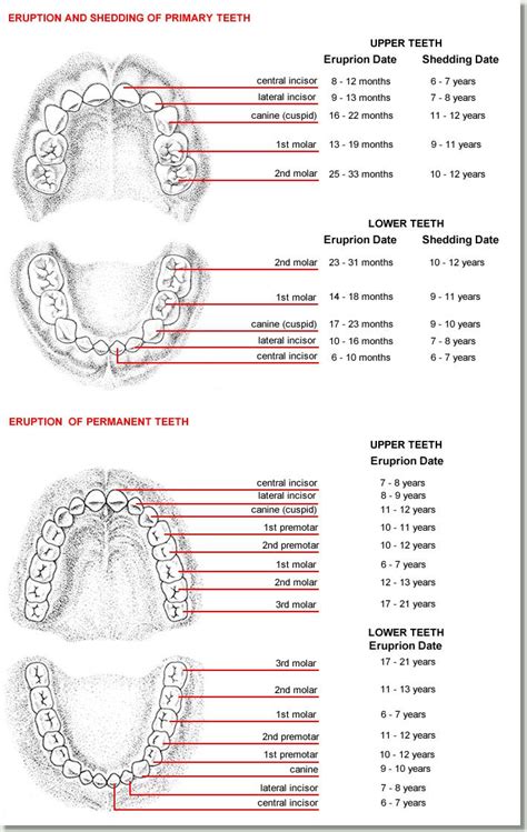 Tooth Eruption Chart | DrBunn.com