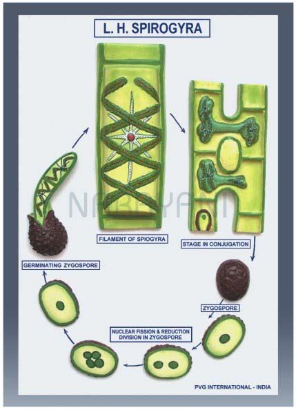 STPM BIOLOGY: STPM Biology - Chapter 13: Reproduction - sexual - Plant - life cycle of Algae