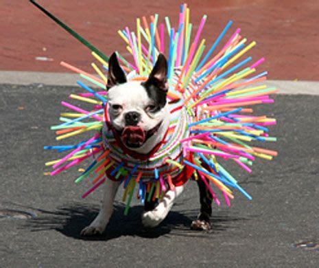 Photo of the Day - Noozhawk.com | French bulldog costume, Dog costume, Animal costumes