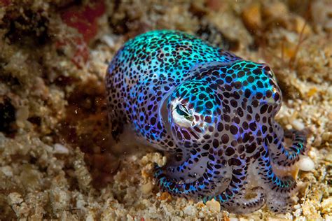 NEED TO KNOW: CEPHALOPODS - DIVE Magazine | Beautiful sea creatures ...