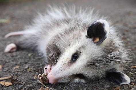 They Eat That? Bizarre Poo-Related Behaviours Found In The Animal Kingdom | Nature of Things