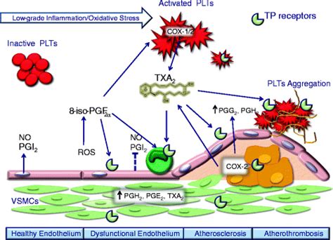 Thromboxane Receptors Antagonists and/or Synthase Inhibitors | SpringerLink