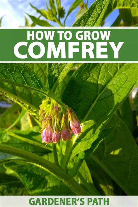 How to Plant and Grow Comfrey | Gardener’s Path