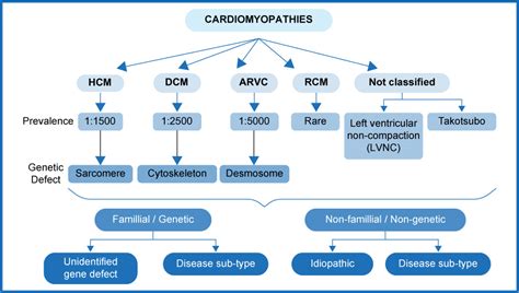 Hypertrophic cardiomyopathy. Proposal for a new classification