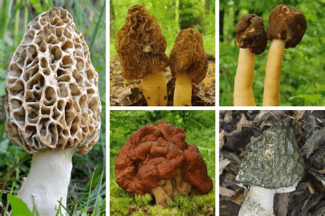 True Morel vs Poisonous False Morel | Morel Look Alikes