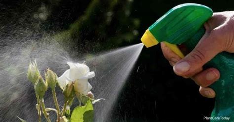 What Is The Best Time To Apply Pesticide Spray On Plants?