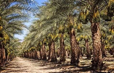 How Many Dates Does a Date Palm Produce - date exporter / wholesale