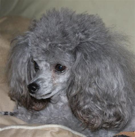 Free Stock Photo of Gray Poodle | Grey poodle, Poodle puppy, Toy poodle