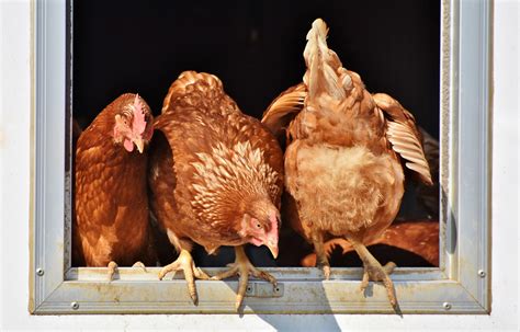 Scared Chickens Don't Lay Eggs! - Pioneerthinking.com