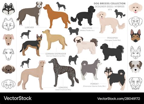 Designer dogs crossbreed hybrid mix pooches Vector Image