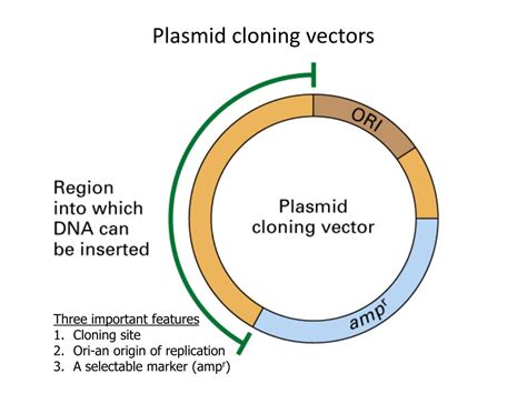 PPT - MCB 720: Molecular Biology PowerPoint Presentation, free download ...