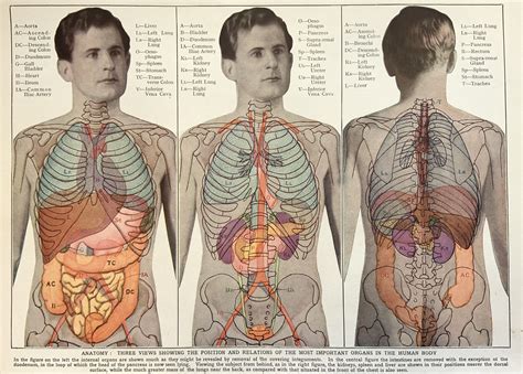 Vintage 1950s Print Human Anatomy Illustration Physiology Organs X-ray ...