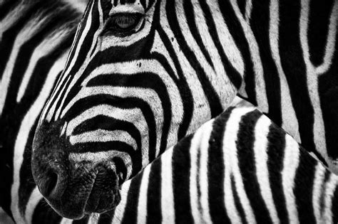 zebra close up | FundCalibre