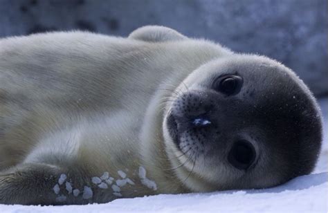 SEALS OF THE ANTARCTIC - Antarctica