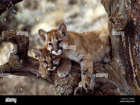 Two Cougar cubs (Puma concolor) resting in tree Stock Photo - Alamy