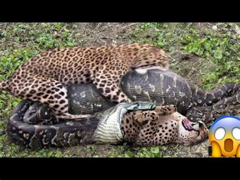 Jaguar Vs Anaconda