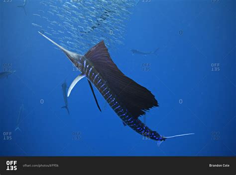 Atlantic Sailfish the fastest fish in the sea feeding on sardine ...