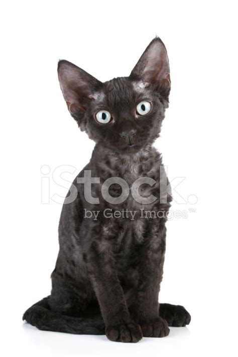 Devon-Rex Breed Black Cat Stock Photo | Royalty-Free | FreeImages