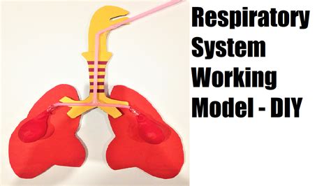 Respiratory System Model Ideas