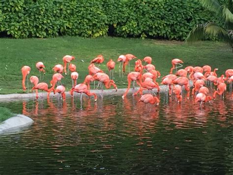 Complete Guide to Flamingo Species and Geographic Distribution|Habitats - Wild & Green Lifestyle