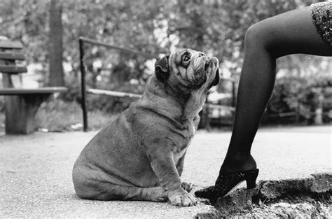 Erwitt, Elliott - New York City (Bulldog and leg) - Robert Koch Gallery