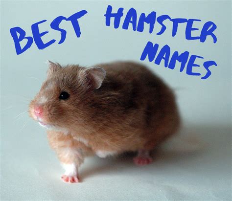 72 Cute and Funny Hamster Names for Males and Females | PetHelpful