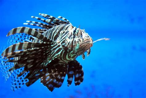 Lionfish are now one of the top predators in many coral reef environments of the Atlantic. Lion ...