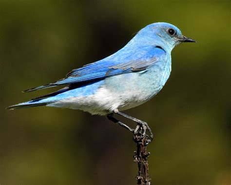 Mountain bluebird today in central Colorado. First time seeing one! : r/wildlifephotography