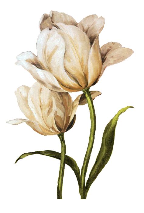 Flower Drawing, Flower Painting, Flower Art, Vintage Botanical Prints ...