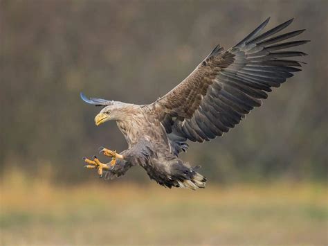 White-tailed Eagle -Poland by Jamie-MacArthur on DeviantArt