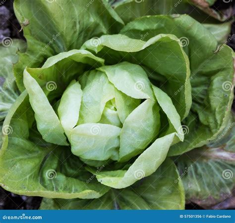 Lettuce leaves stock photo. Image of close, growth, healthy - 57501356