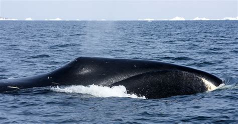 Bowhead whales: Habitat, diet, And conservation | IFAW