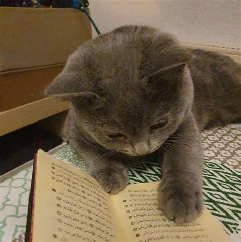 Cat reading a book - 9GAG