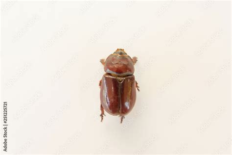 Beetle brown. Female Rhino beetle. Anatomy of an insect. Beetle on white background. Red-brown ...