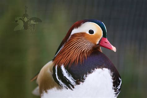 Mandarin Duck — Blue Creek Aviaries