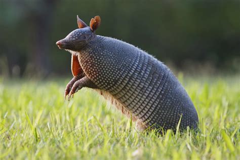 10 Facts About Armadillos