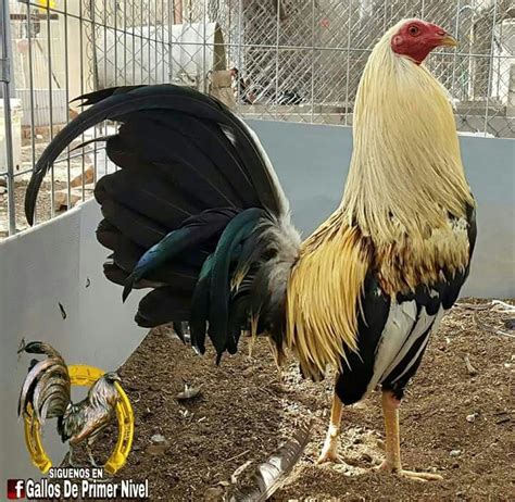 Navajero Mexicano Silkie Chickens, Chickens And Roosters, Beautiful ...